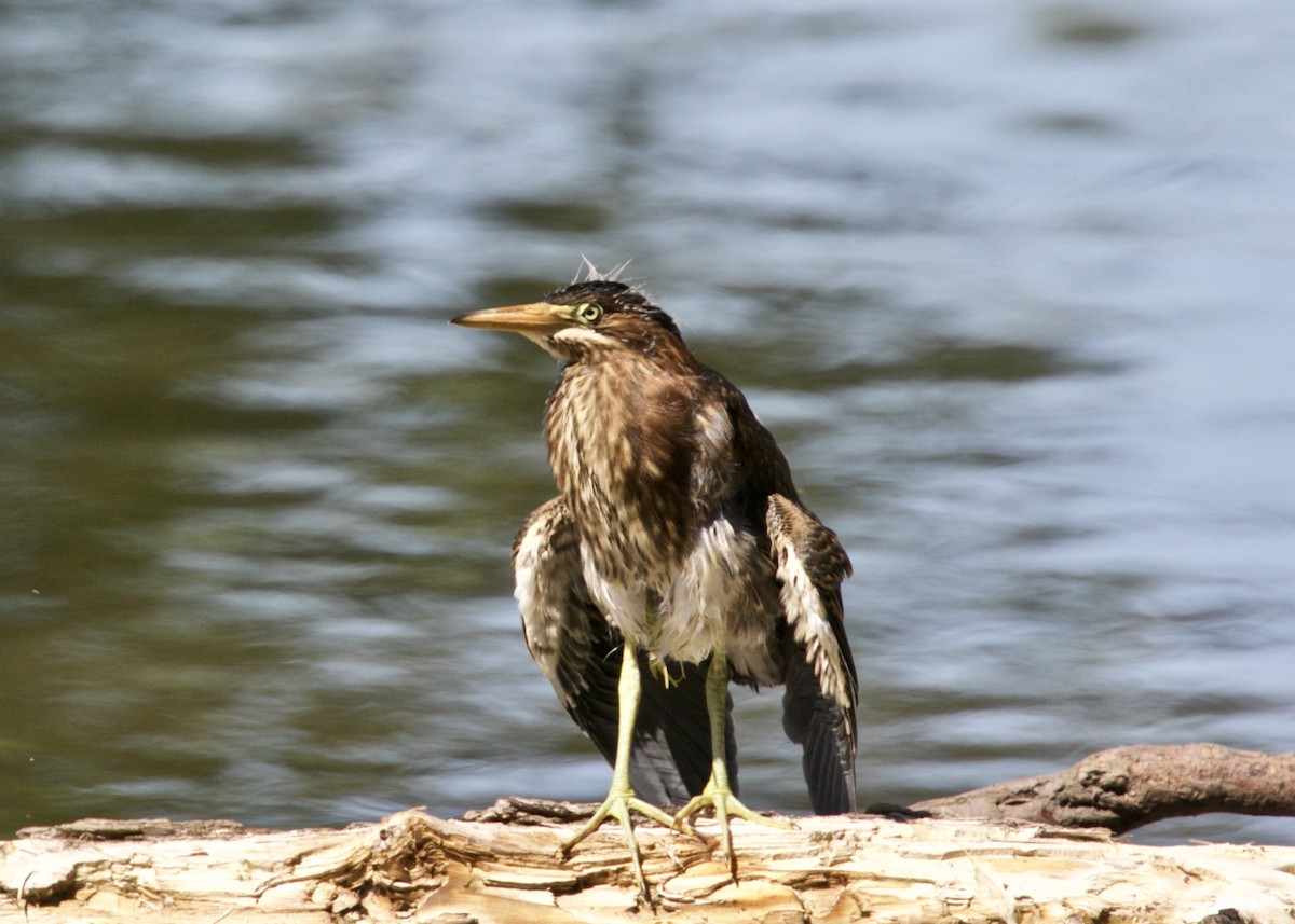 Green Heron - ML164944551