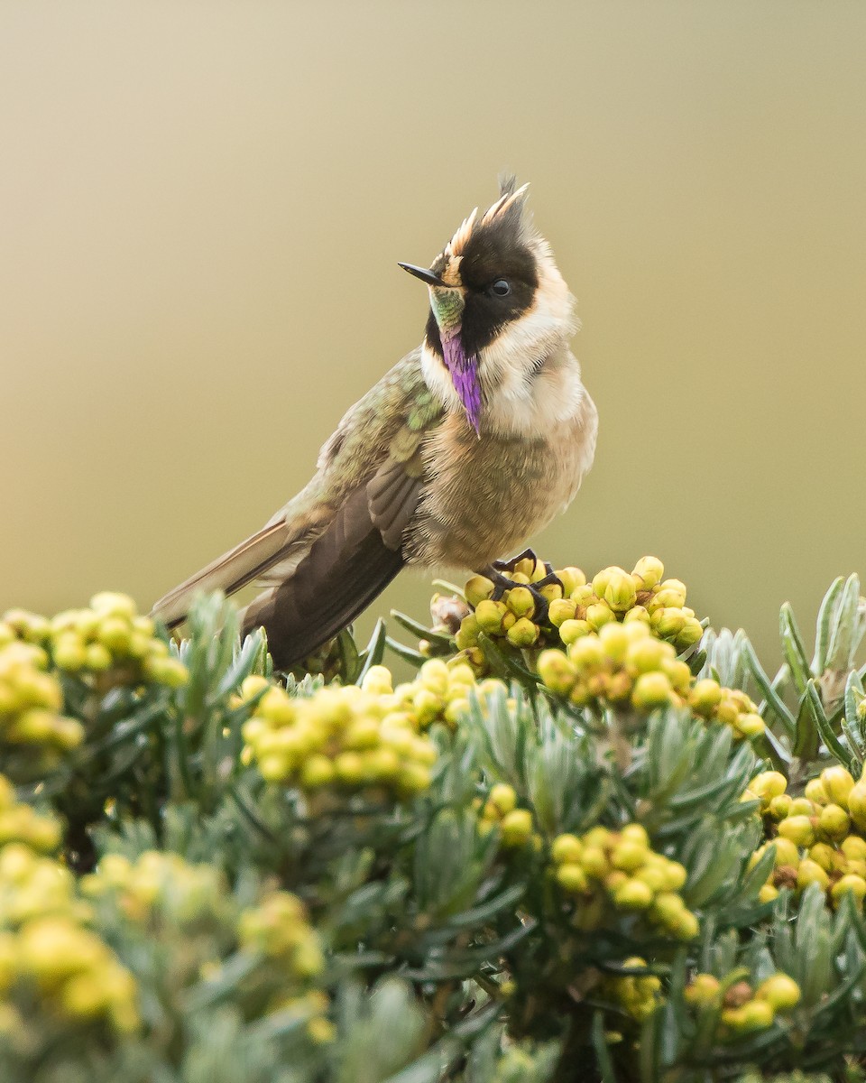 okerhjelmkolibri - ML164944711