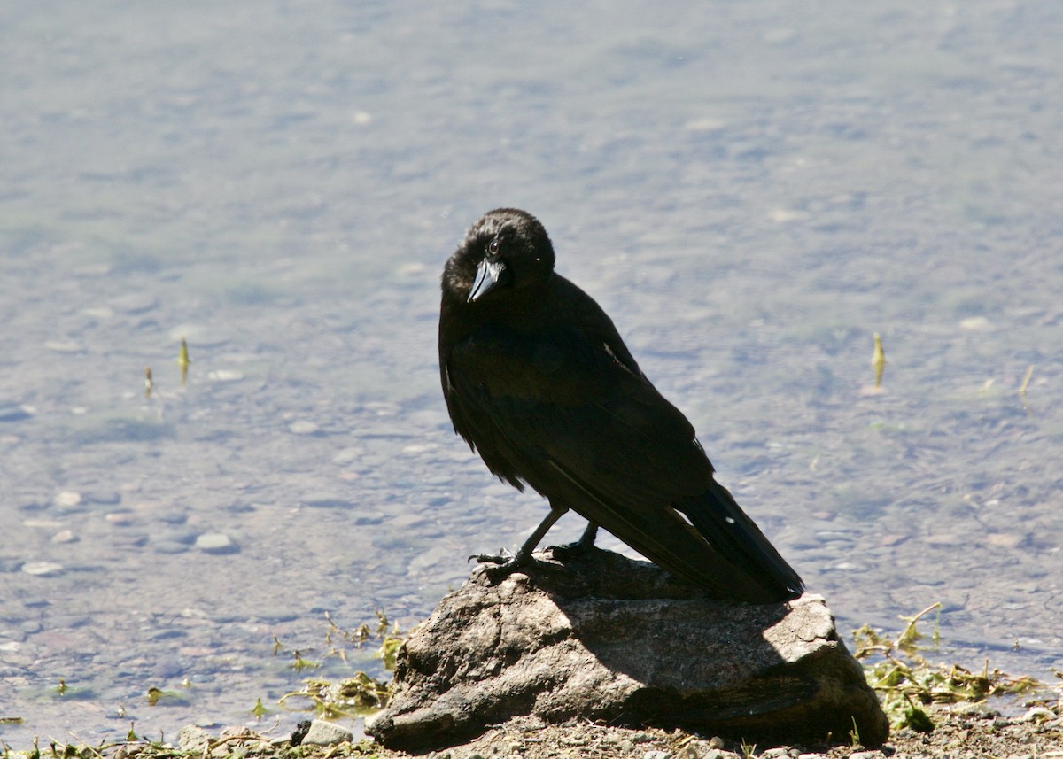 American Crow - ML164945211