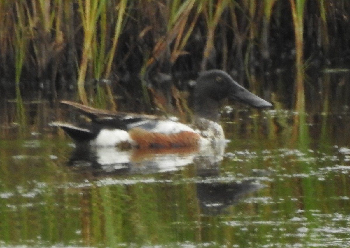 Northern Shoveler - ML164947231