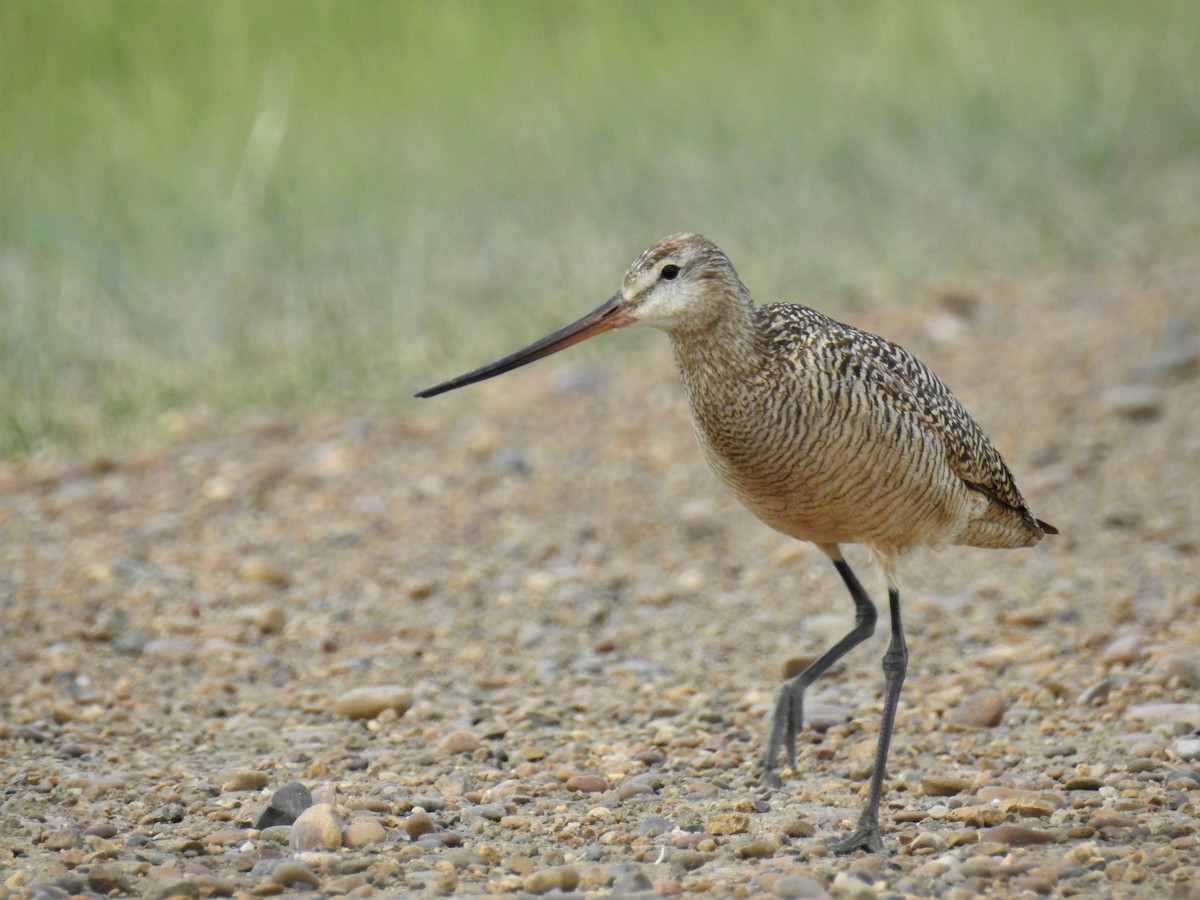 Marbled Godwit - ML164948601