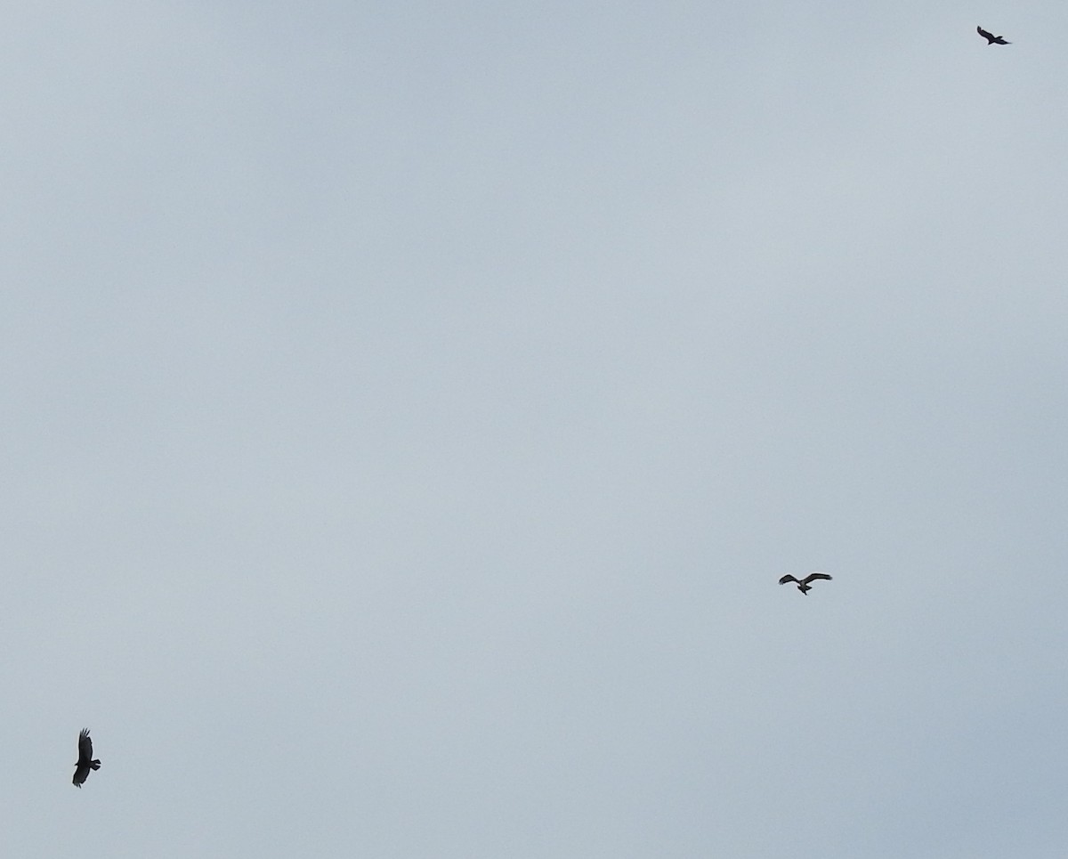 Turkey Vulture - ML164949501