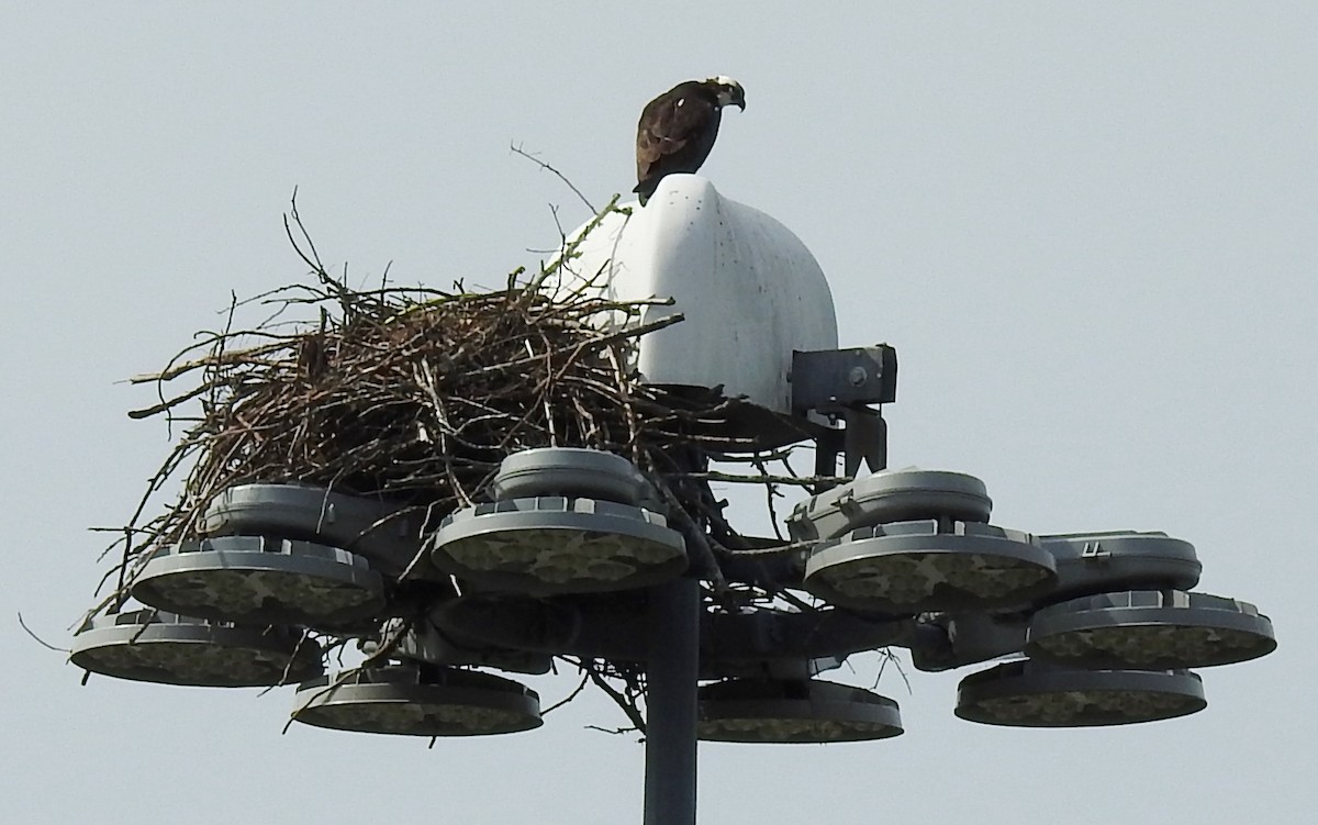 Osprey (American) - ML164949571