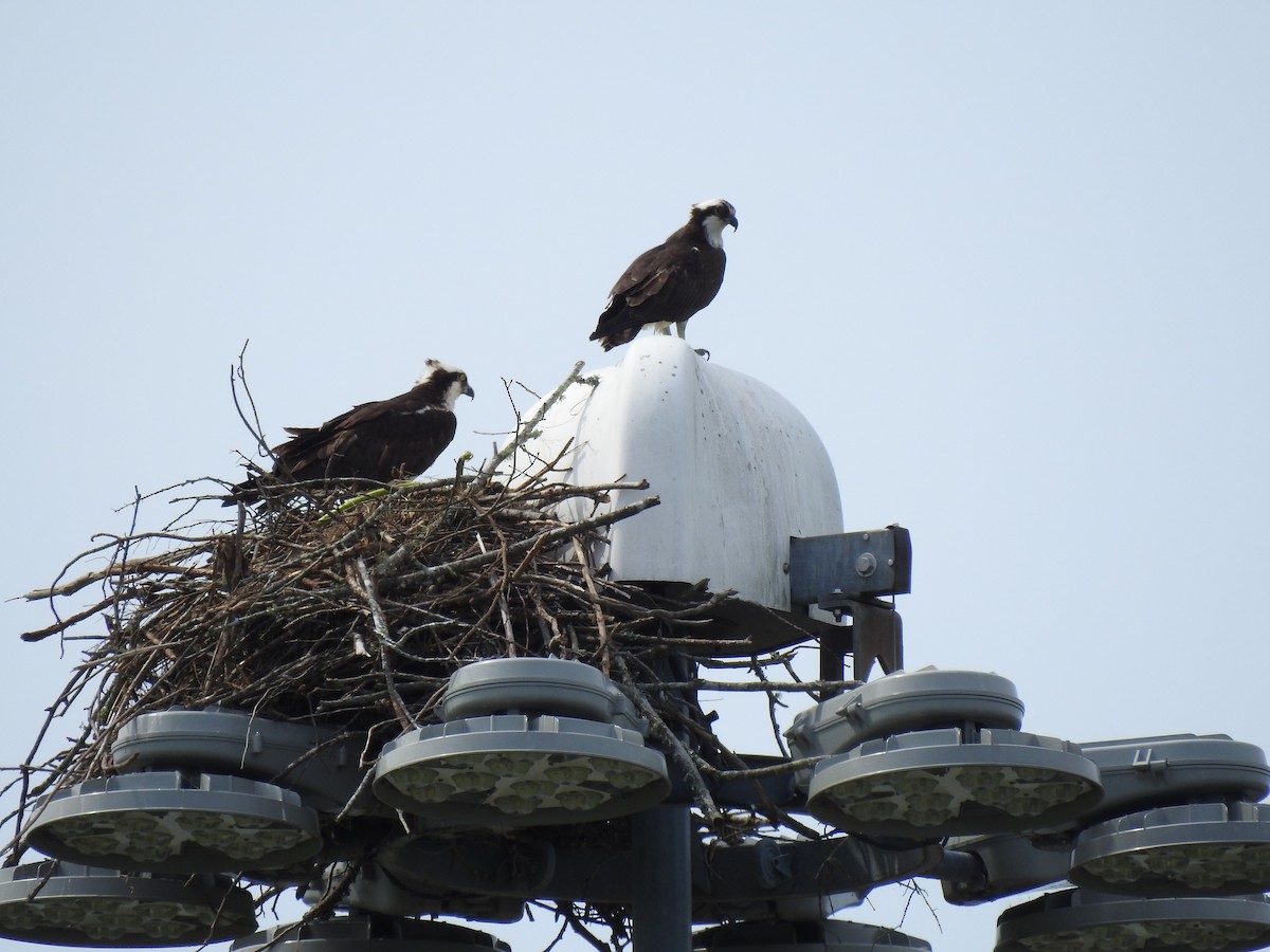 Osprey (American) - ML164949701