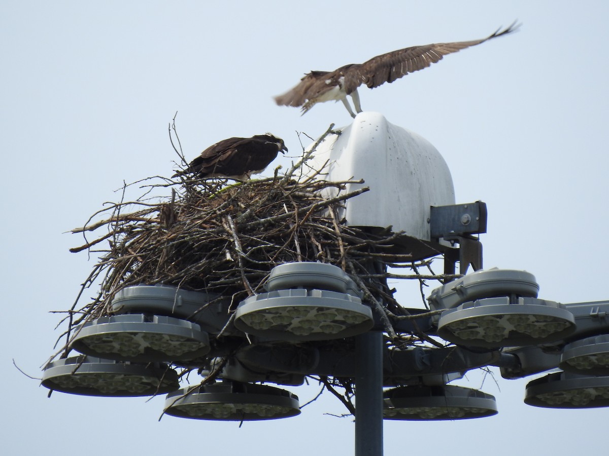 Osprey (American) - ML164949711