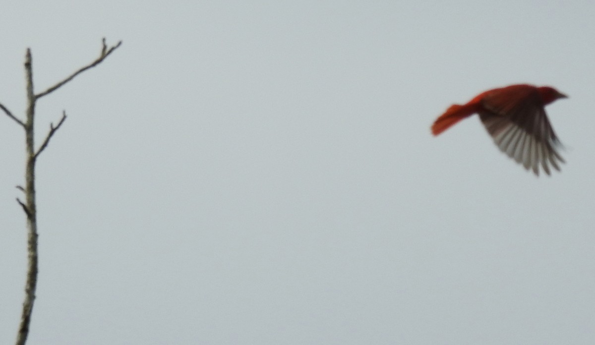 Summer Tanager - ML164949741