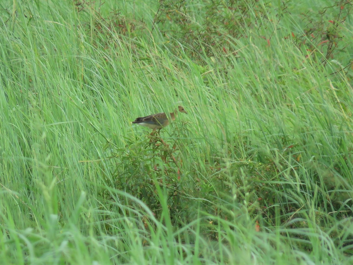 Azure Gallinule - ML164950841