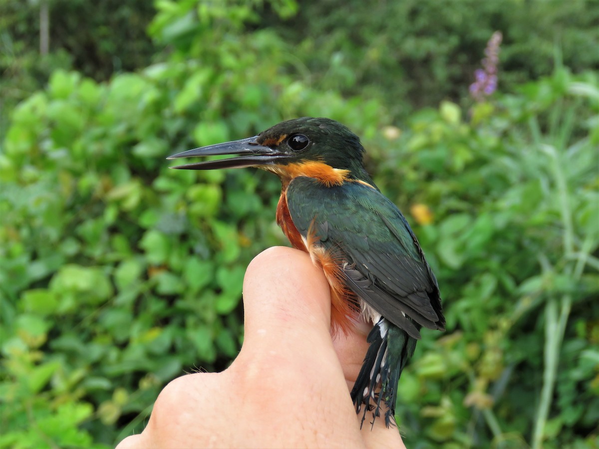 American Pygmy Kingfisher - ML164950951