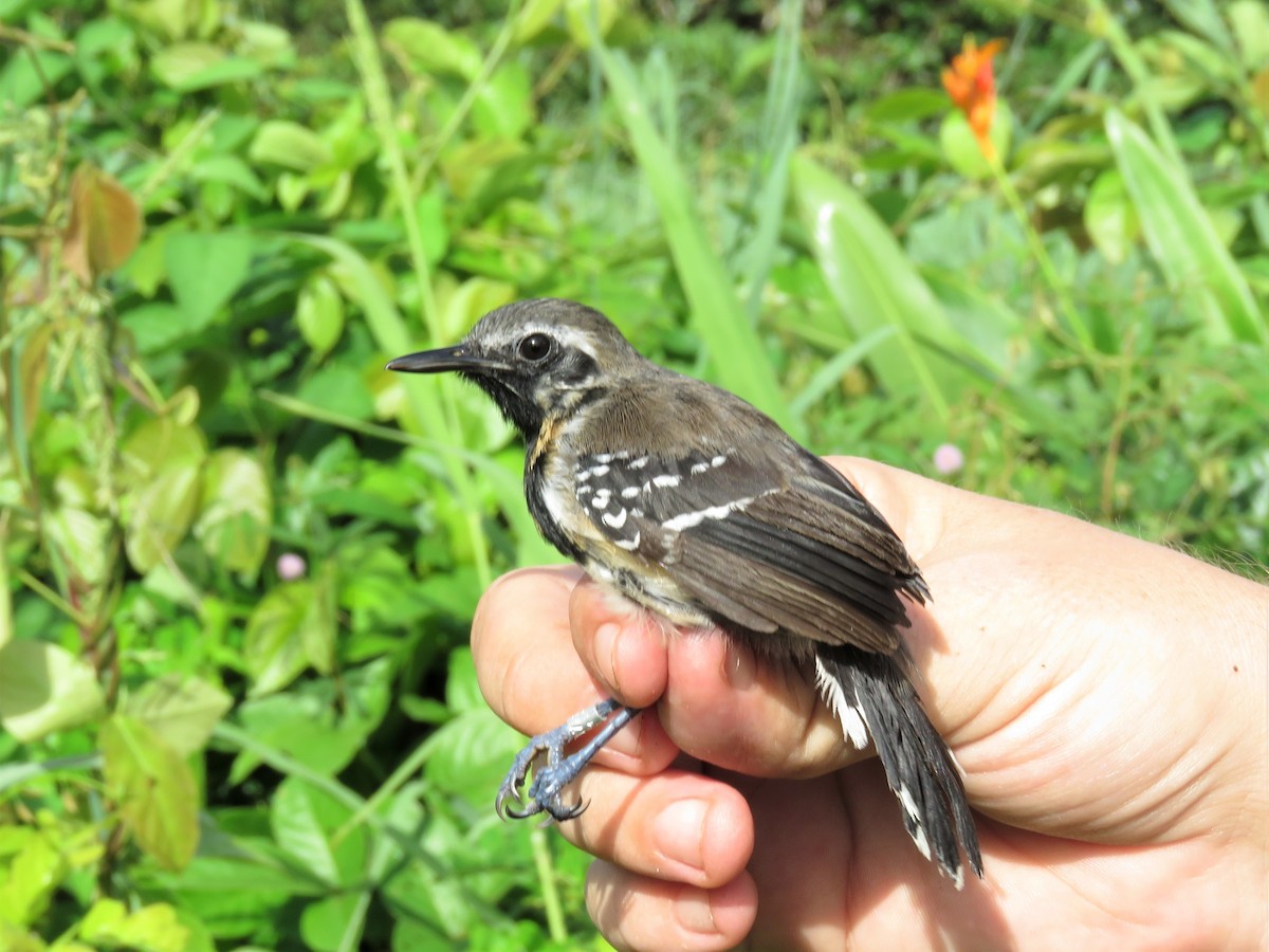 Southern White-fringed Antwren - Hugo Foxonet