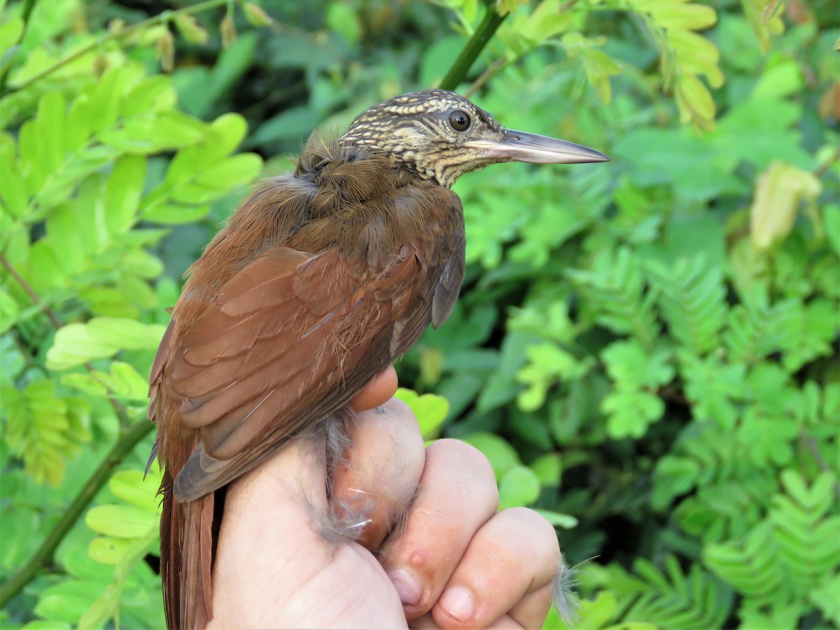 Straight-billed Woodcreeper - Hugo Foxonet