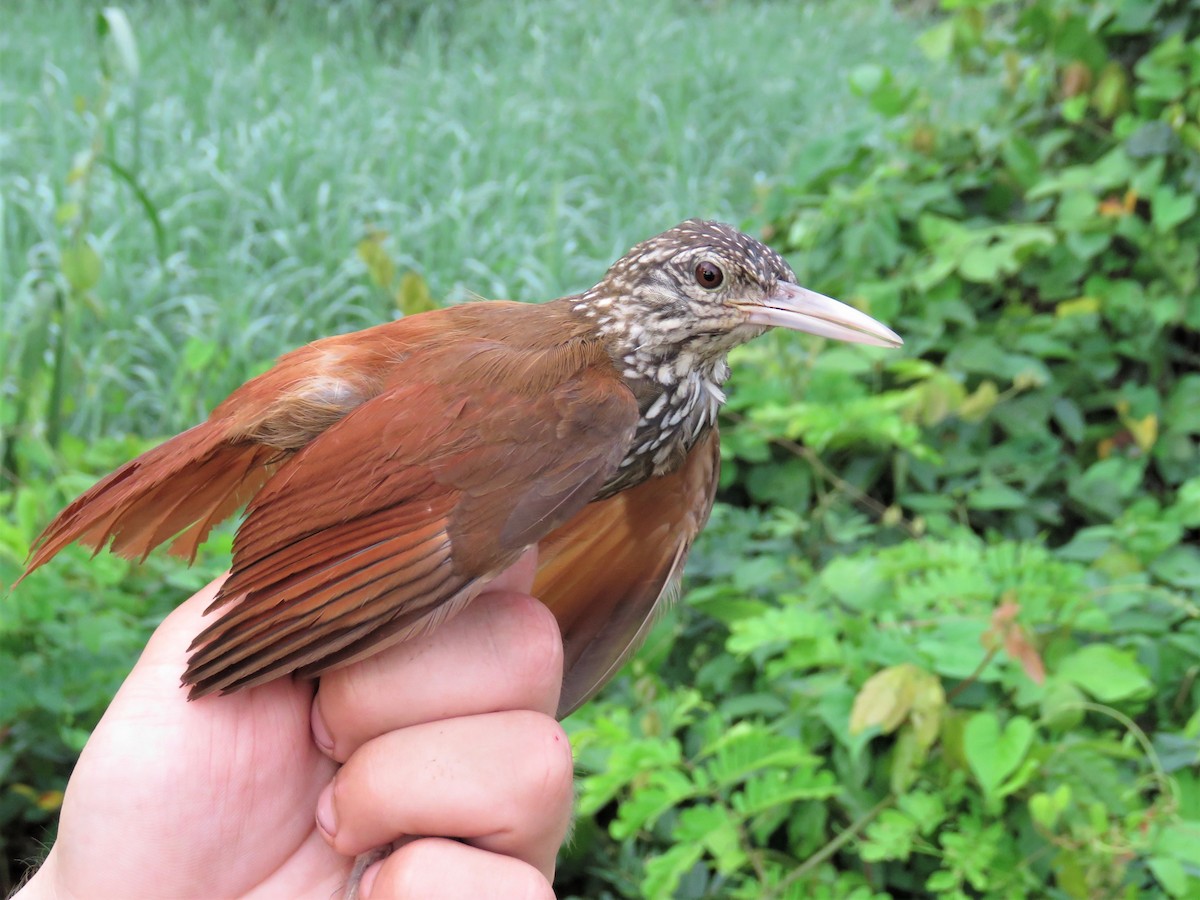 Straight-billed Woodcreeper - ML164951051