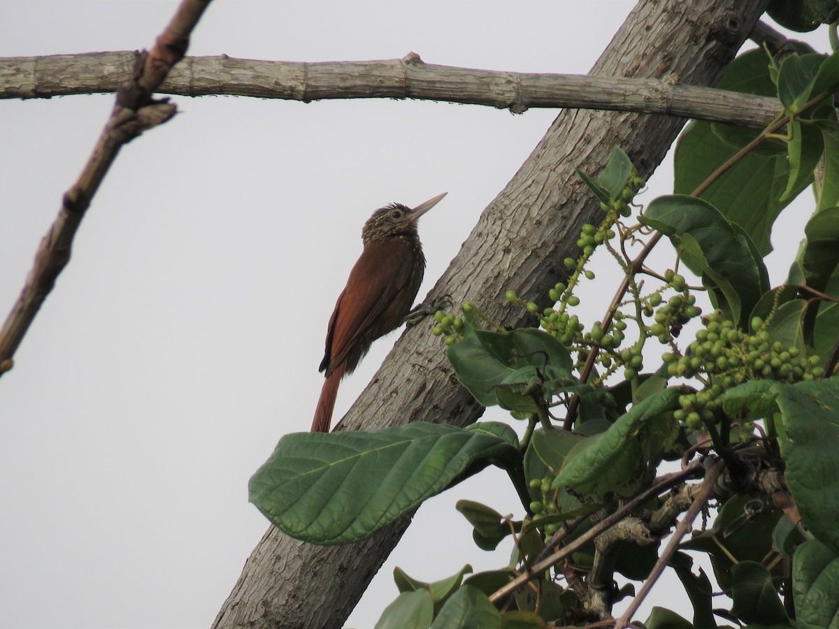 Straight-billed Woodcreeper - Hugo Foxonet