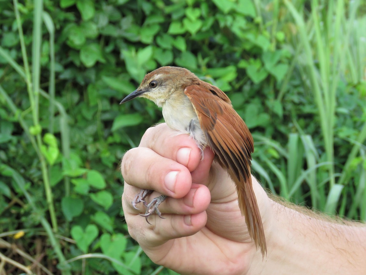 Yellow-chinned Spinetail - Hugo Foxonet