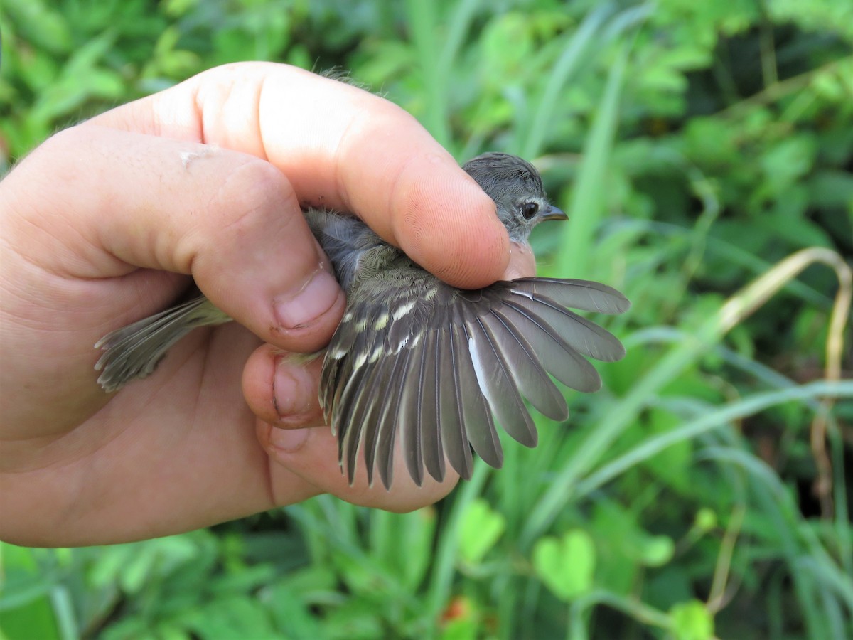 Southern Beardless-Tyrannulet - Hugo Foxonet