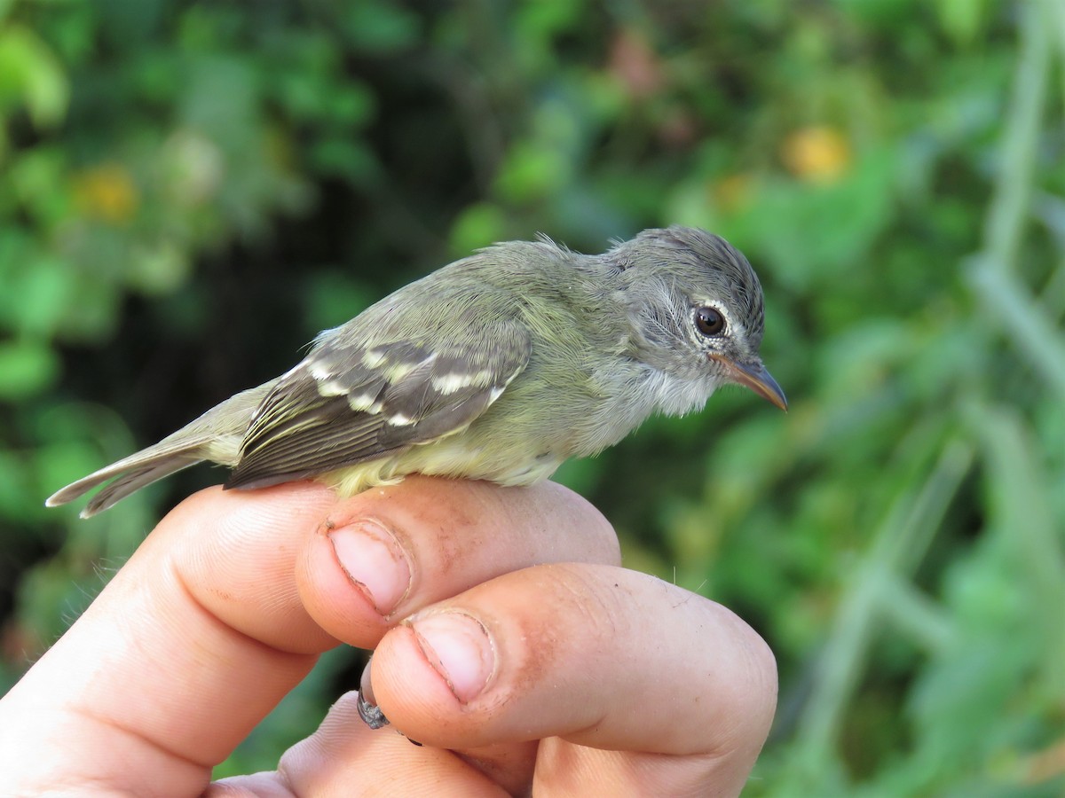 Southern Beardless-Tyrannulet - ML164951121