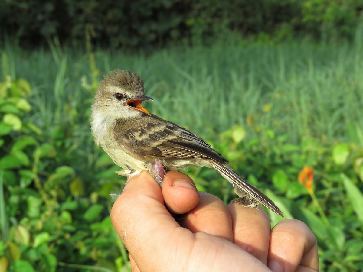 Northern Mouse-colored Tyrannulet - Hugo Foxonet