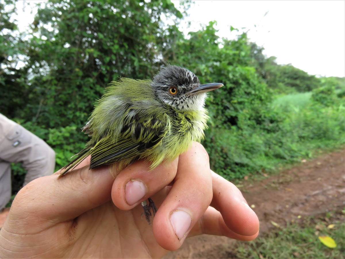 Spotted Tody-Flycatcher - ML164951161