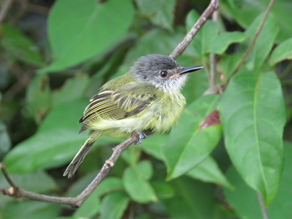 Spotted Tody-Flycatcher - ML164951171