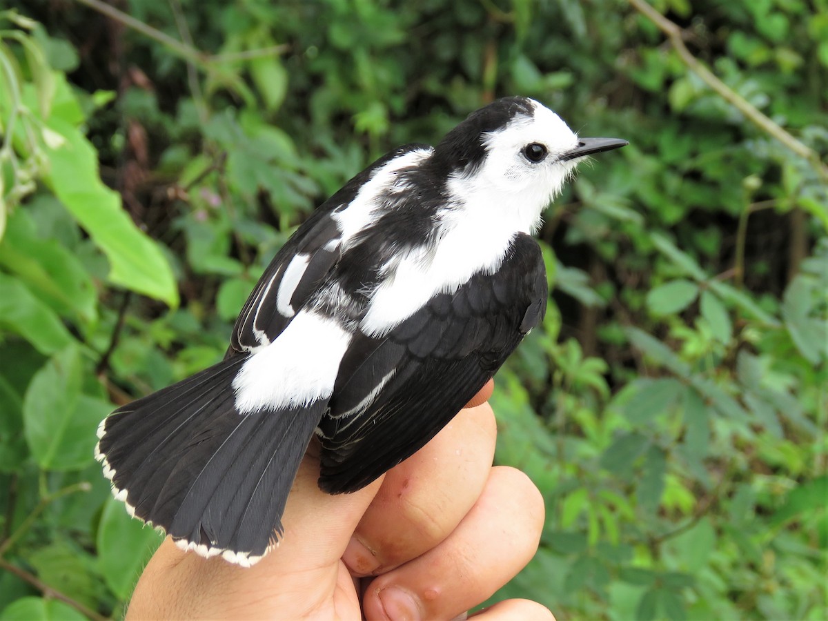 Pied Water-Tyrant - Hugo Foxonet