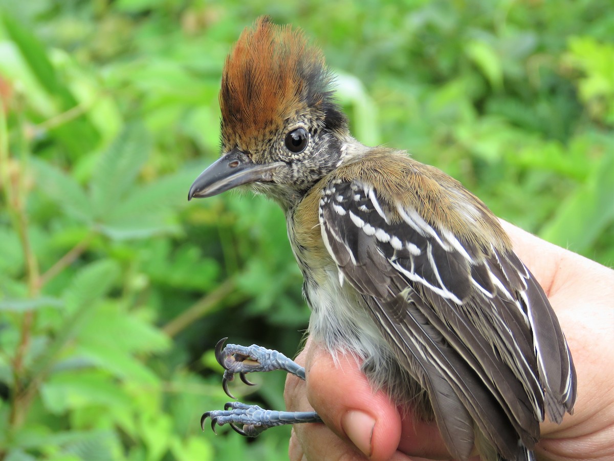 Black-crested Antshrike - ML164951191