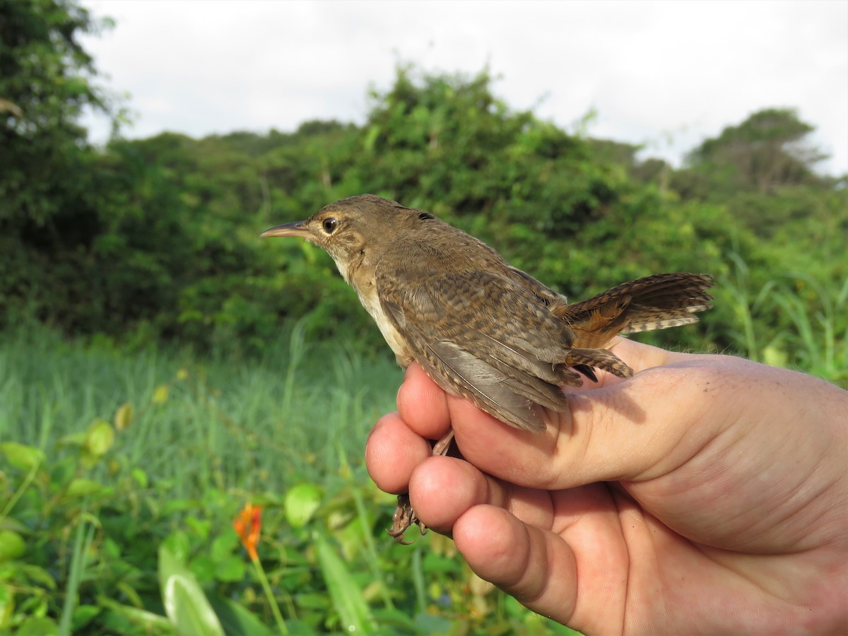 House Wren - ML164951351