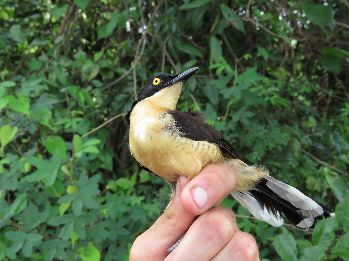 Black-capped Donacobius - Hugo Foxonet