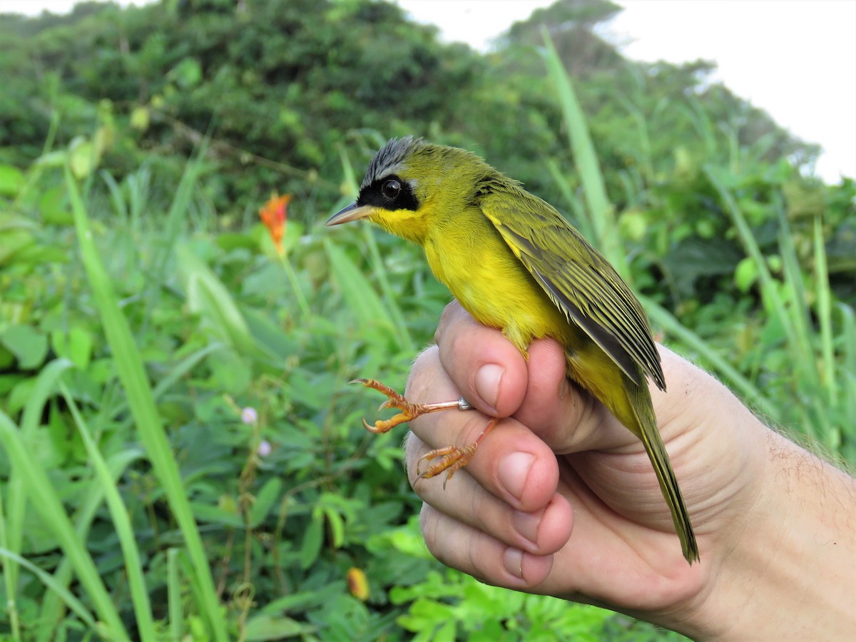 Masked Yellowthroat - Hugo Foxonet