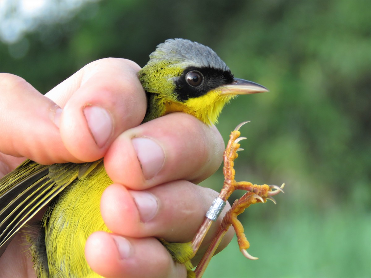 Masked Yellowthroat - Hugo Foxonet