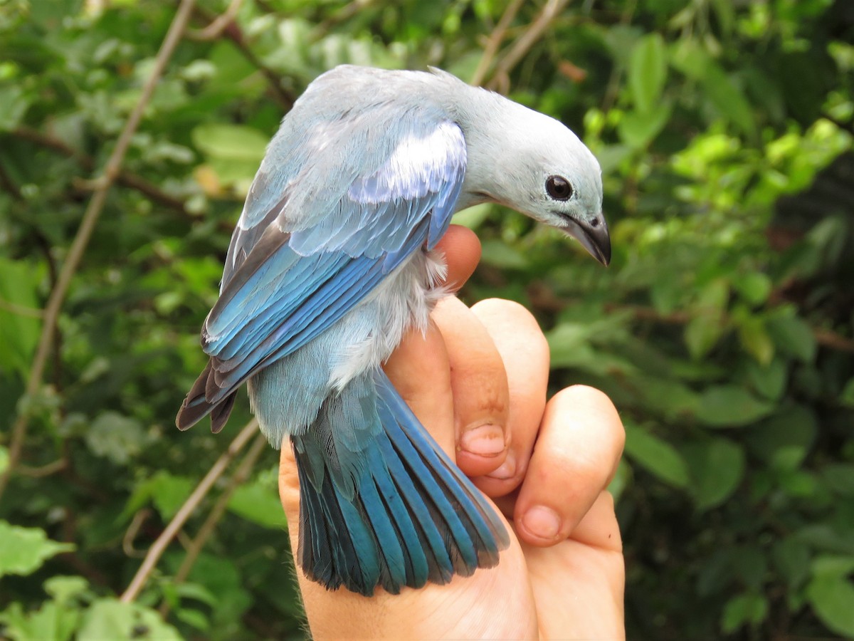 Blue-gray Tanager - Hugo Foxonet