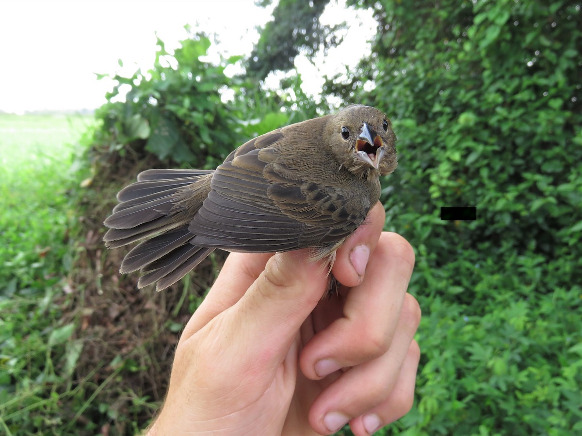 Blue-black Grassquit - Hugo Foxonet