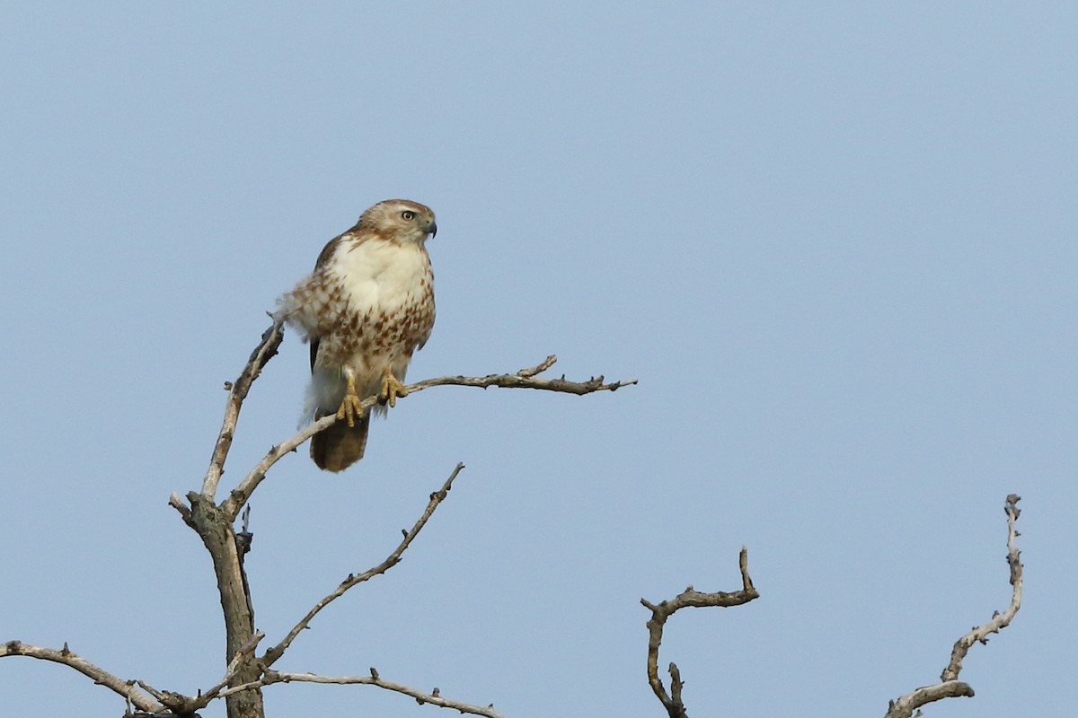 Red-tailed Hawk - ML164957031