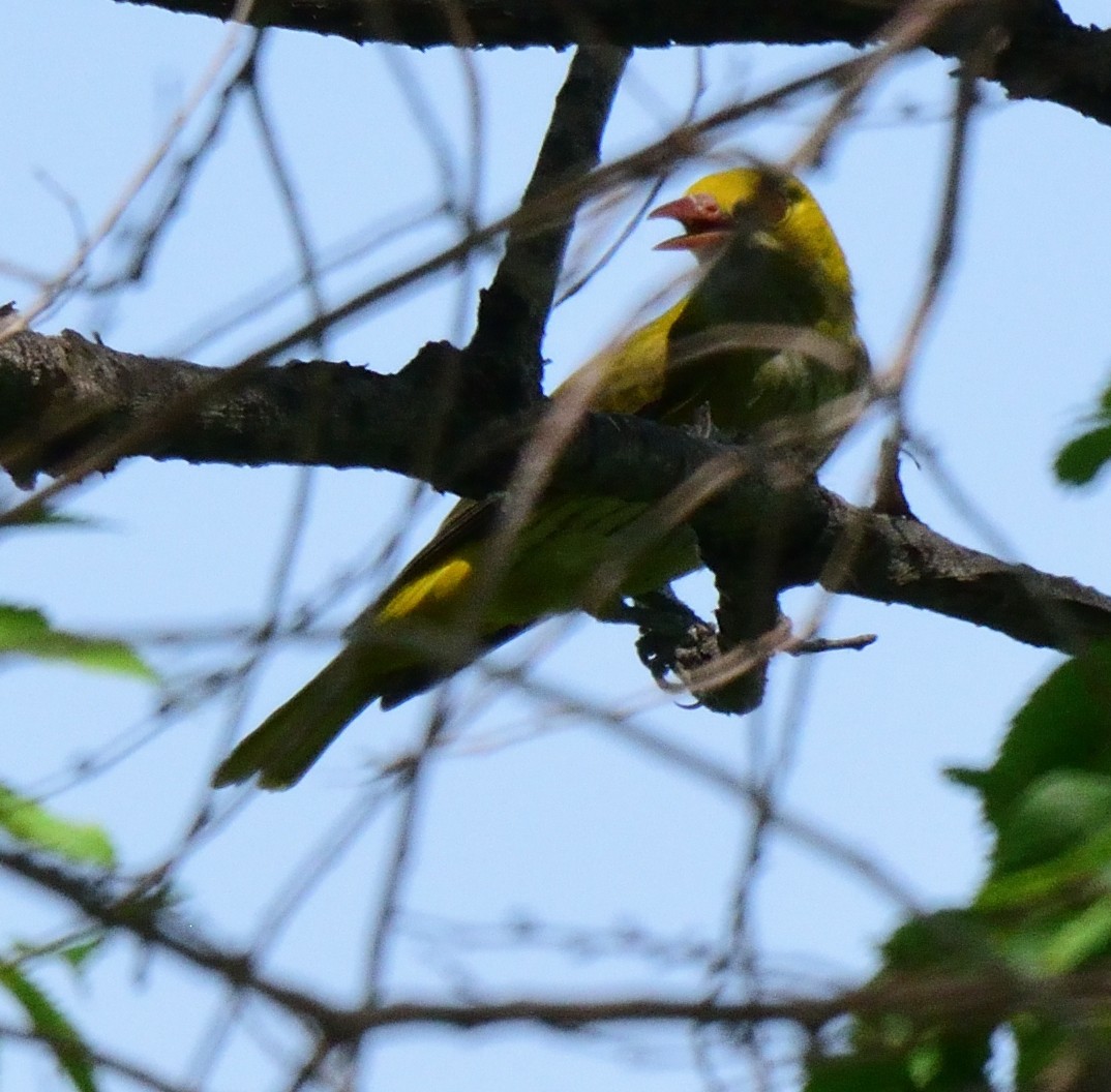 Indian Golden Oriole - ML164957111