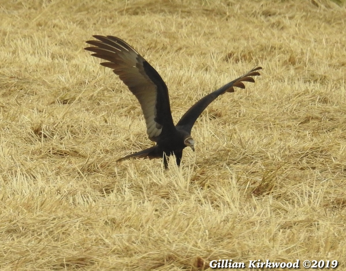 Lesser Yellow-headed Vulture - ML164957291