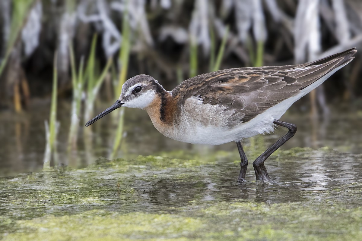 Phalarope de Wilson - ML164959211