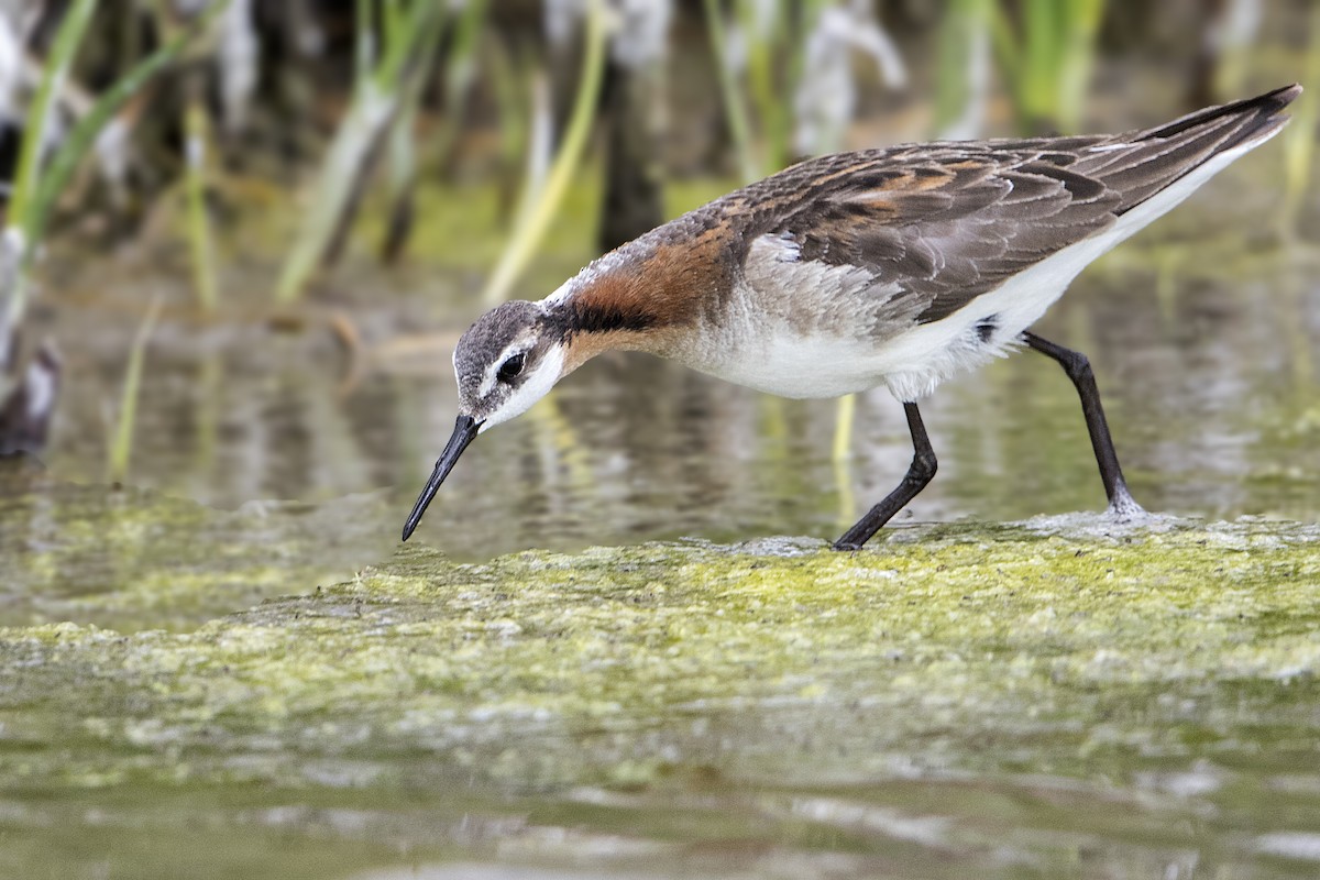 Phalarope de Wilson - ML164959221