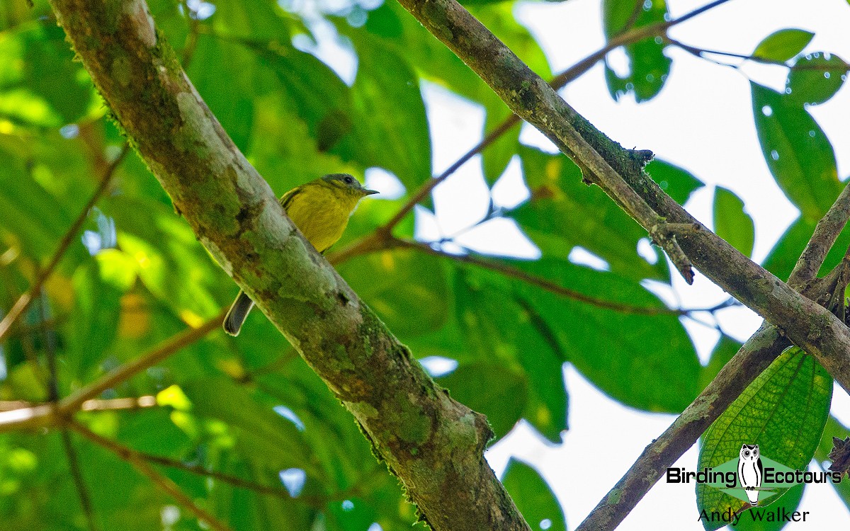 Antioquia Bristle-Tyrant - Andy Walker - Birding Ecotours