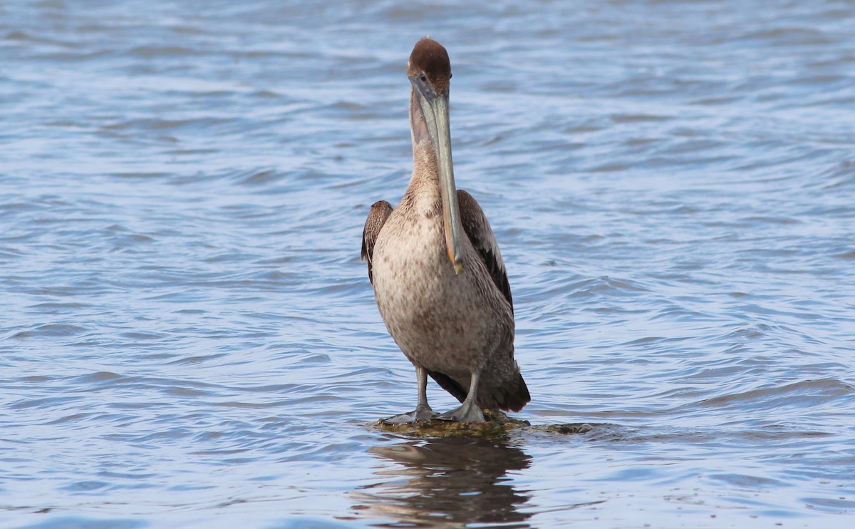 Brown Pelican (Atlantic) - Gary Leavens