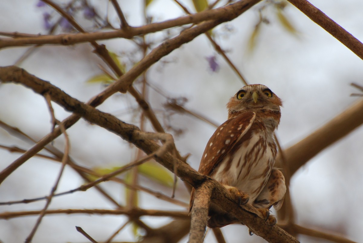 Ferruginous Pygmy-Owl (Ferruginous) - Butch Carter