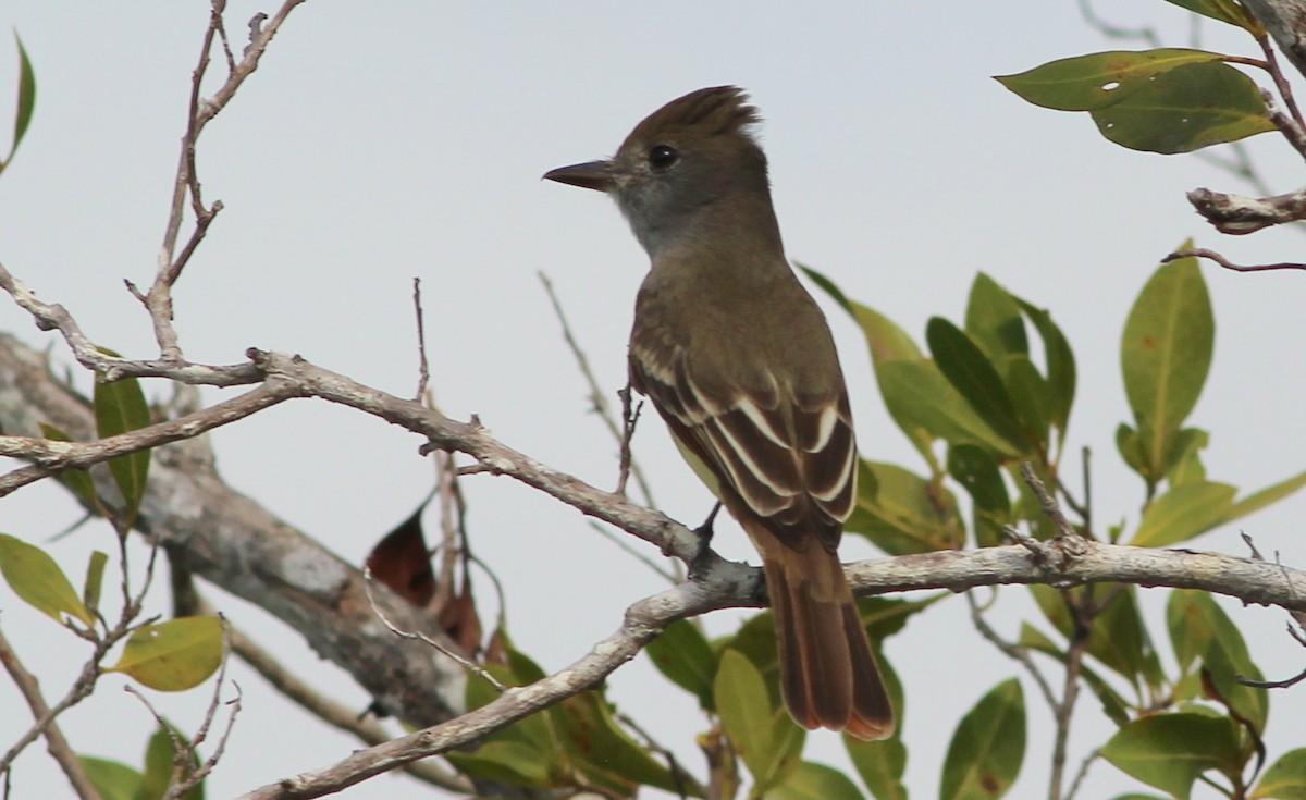 Great Crested Flycatcher - ML164963431