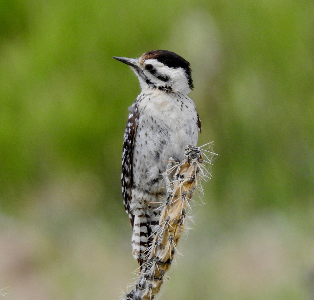 Ladder-backed Woodpecker - Van Remsen