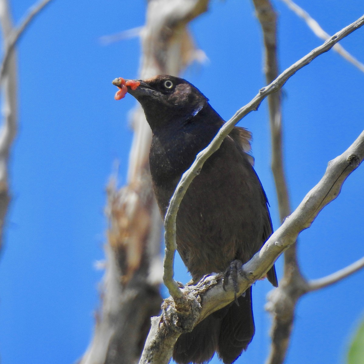 Common Grackle - Van Remsen