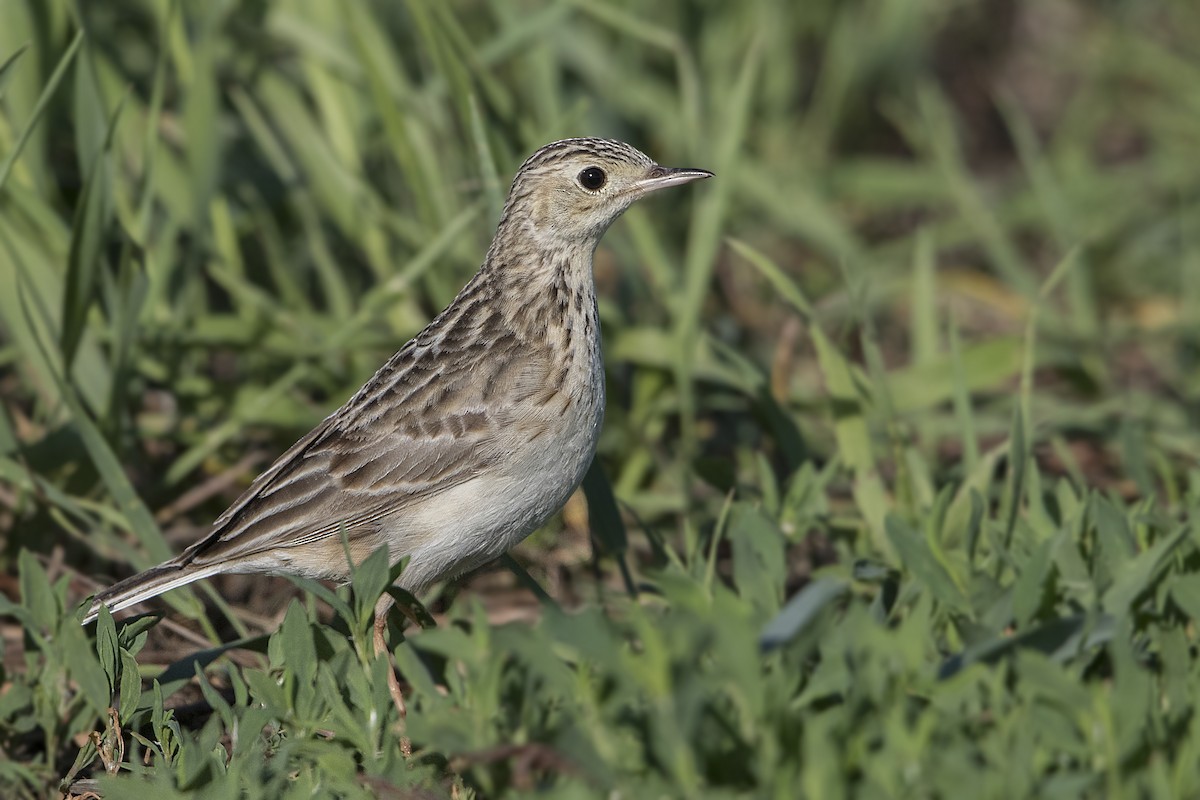 Sprague's Pipit - Bradley Hacker 🦜