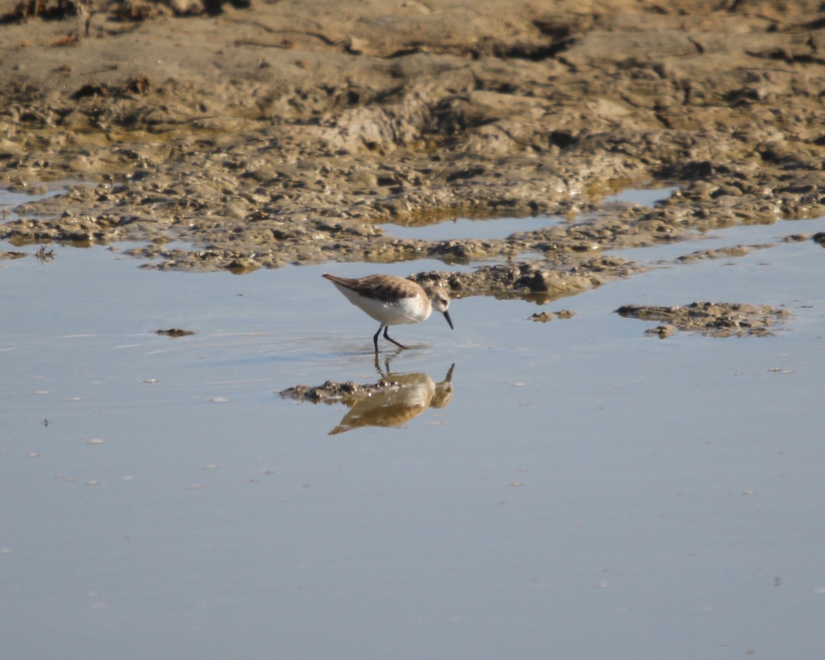 Little Stint - Daniel S.