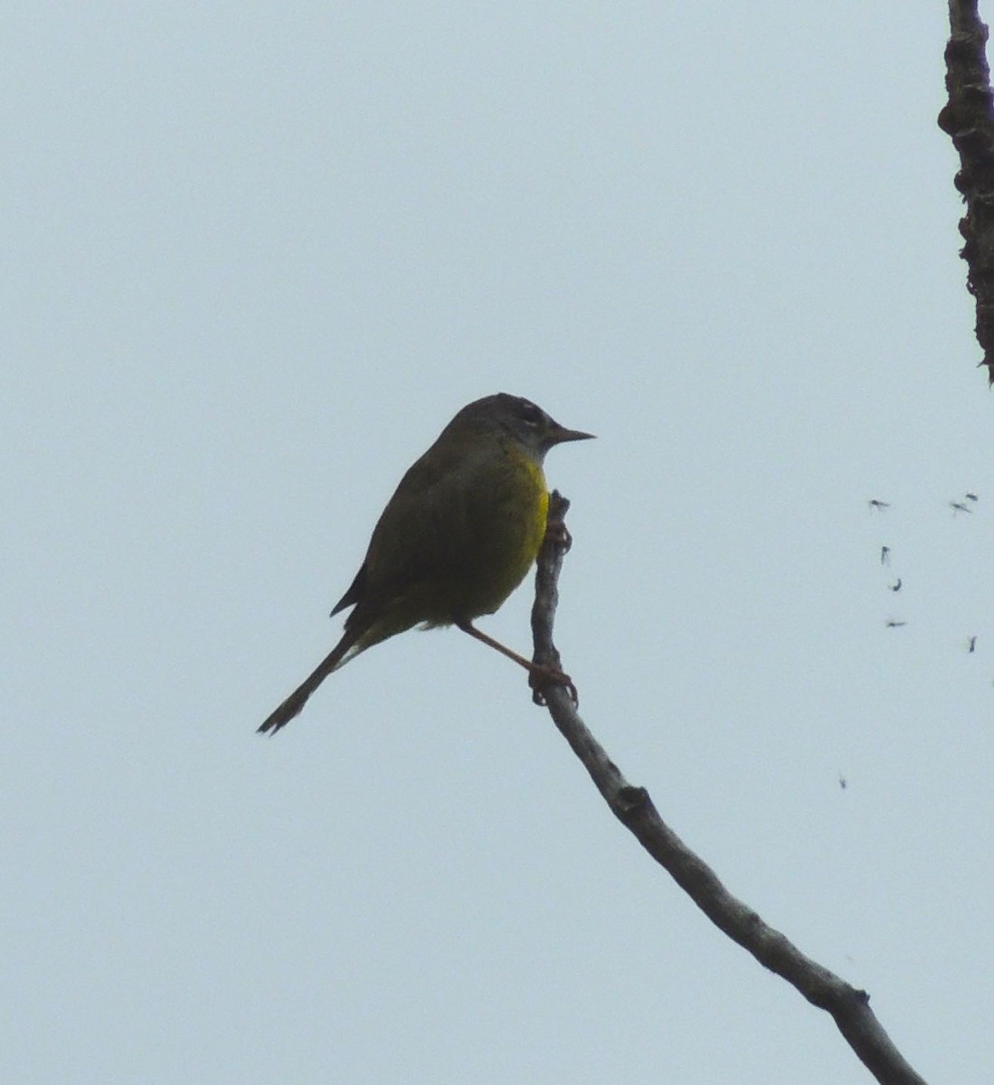 MacGillivray's Warbler - ML164966211