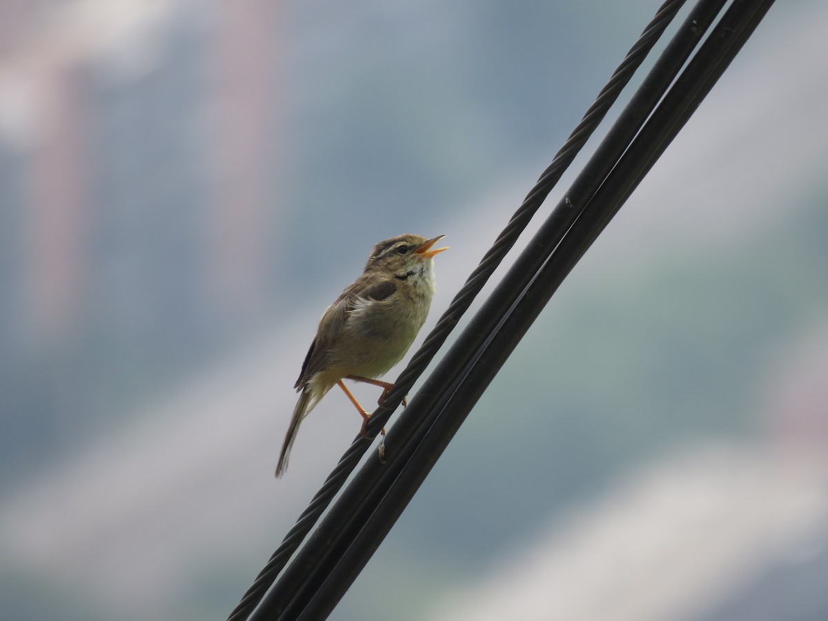 Mosquitero de David - ML164966261