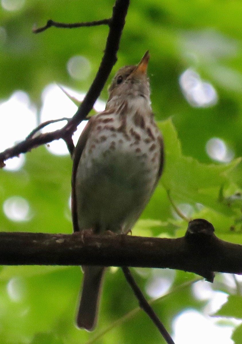 Hermit Thrush - ML164966871