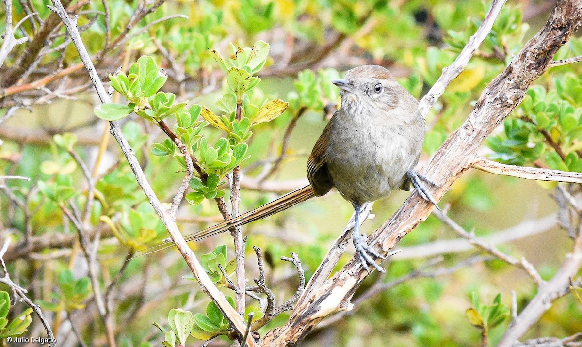 Perija Thistletail - Julio Delgado www.piculetbirding.com