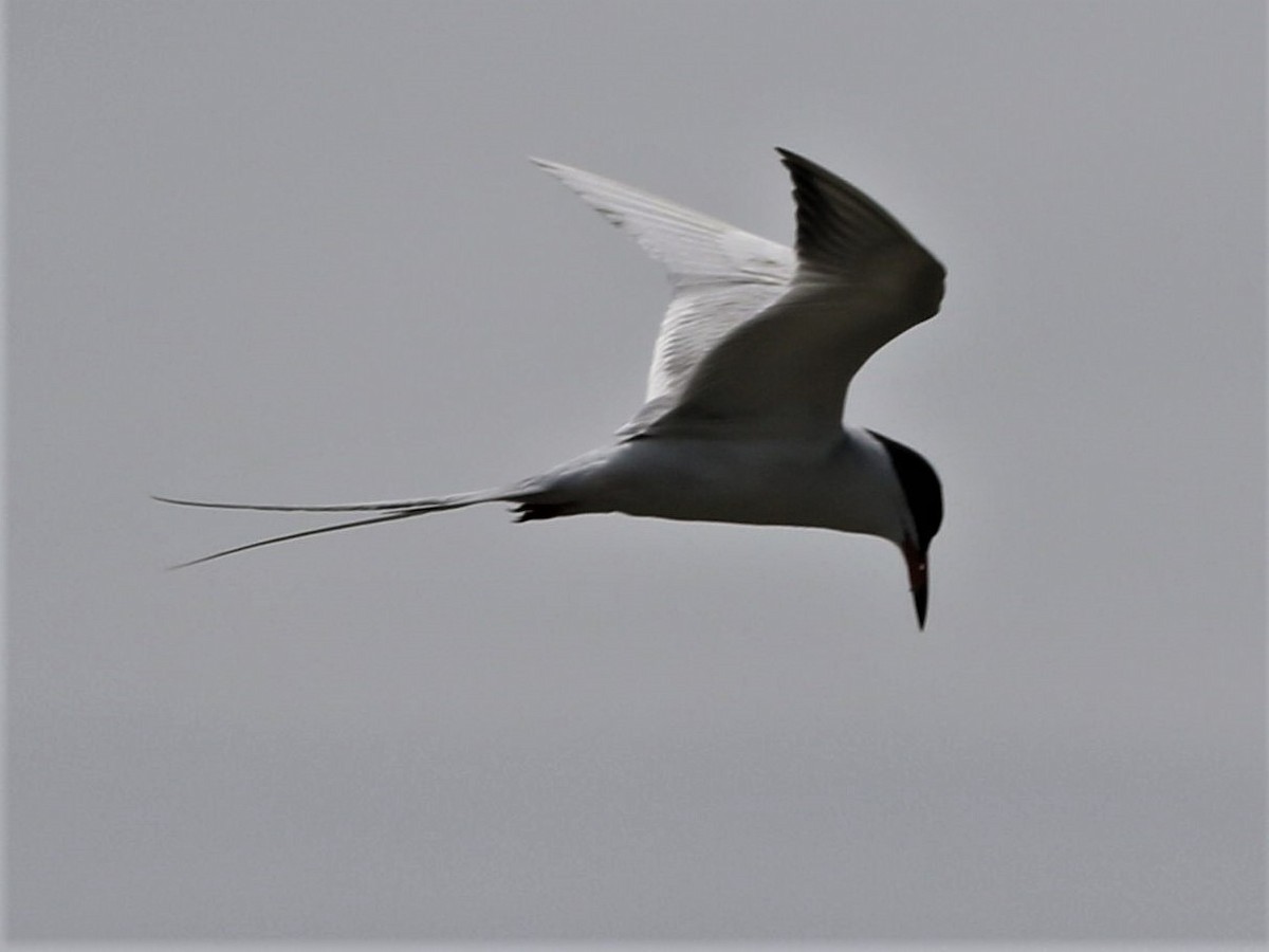 Forster's Tern - ML164967651