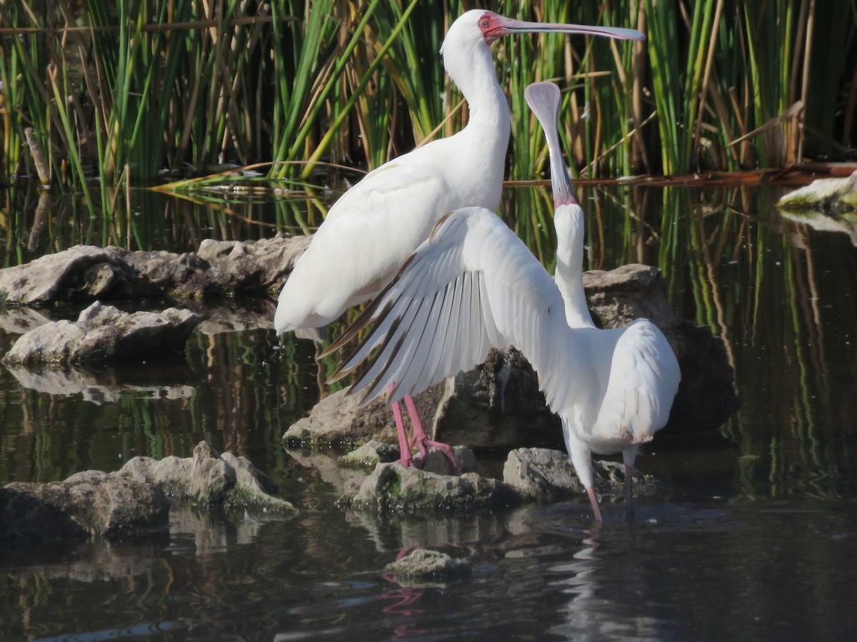 African Spoonbill - ML164968891