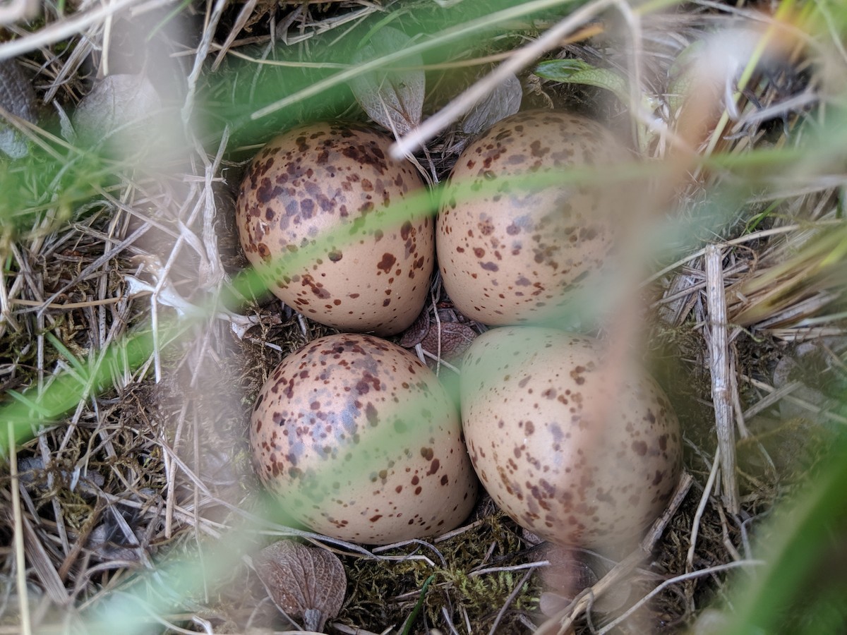 Upland Sandpiper - ML164969111